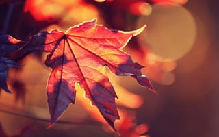 Картинка клен, цвет, осень, макро, красный, природа, солнце, лист, свет, блики