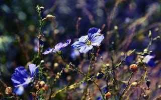 Картинка цветы, растения, голубые, макро, природа, боке, синие