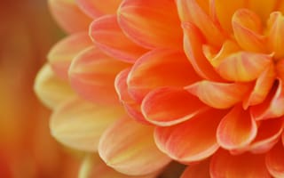 Картинка макро, цветок, персиковый, лепестки, оранжевый