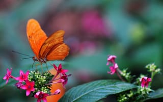 Картинка бабочка, цветы, розмытость, ростения