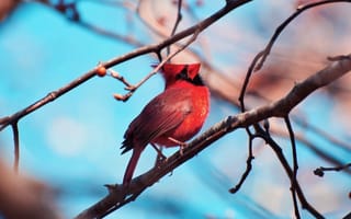 Картинка птица, Cardinalis, ветки, небо, красный кардинал, виргинский кардинал