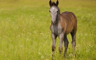 Обои лошадь, жеребёнок, конь, поле, трава