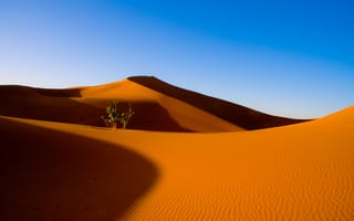 Картинка пустыня, небо, барханы, дюны, песок, куст