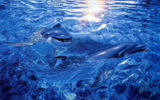 Картинка Christian Riese Lassen, арт, дельфины, море, вода