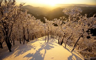 Картинка утро, снег, зима, деревья, горы, рассвет, япония, japan