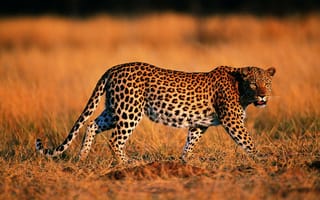 Картинка Леопард, окрас, хищник, природа