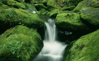 Картинка вода, дождливый, камни, ручей, стремнина, лес, мох, зеленое, валуны, каскады, поток, водопад