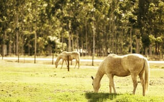 Обои кони, лето, свет, поле