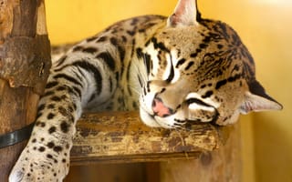 Картинка оцелот, кошка, leopardus pardalis