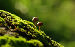 Обои грибочки, мох, макро