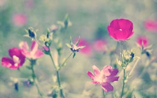 Обои цветы, природа, лето, боке, розовый, петуния