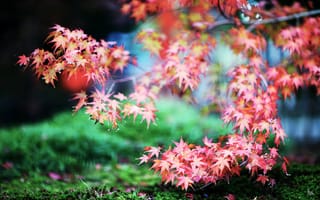 Картинка природа, клён, трава, листва, красный, ветки, япония