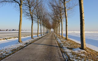 Обои дорога, зима, деревья