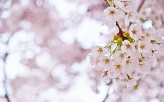 Картинка весна, деревья, ветки, сакура, розовый, ветви, размытость, макро, цветение, вишня, свет