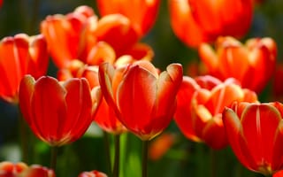 Обои tulips, весна, цветы, тюльпаны, лепестки, бутоны
