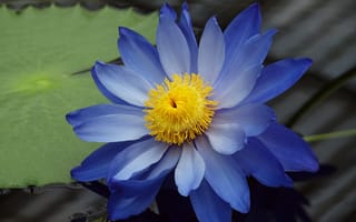 Картинка кувшинка, водяная лилия, голубой, пруд, лотос, лист, стебель, тень, вода, полосы