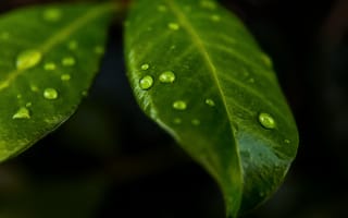 Обои drops of nature, вода, капли, макро, листья