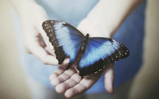 Картинка бабочка, руки, ситуация
