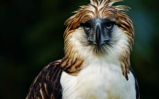 Картинка орел, птица, Филиппины
