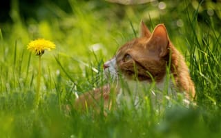 Картинка кошка, одуванчик, трава, усы, боке