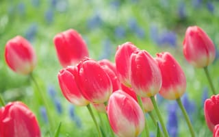 Картинка тюльпаны, природа, весна, бутоны, цветы, яркие, розовые