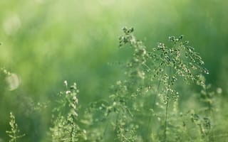 Картинка трава, зелень, размытость, зеленые, колоски, природа, роса
