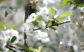 Картинка весна, цветение, вишня, сакура, свет, блики, ветви, размытость, листья, цветы, ветки, белые