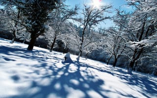 Картинка зима, день, лес, мороз, тени, ясный денёк, небо, пейзаж, снег, деревья, в снегу, искрится, пенёк, солнце