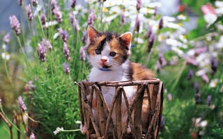 Обои cat, котенок, киска, котэ, киса, цветы, кот, кошка