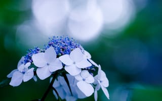 Картинка цветок, блики, растение, синий, макро, голубой