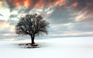 Обои дерево, поле, пейзаж, снег