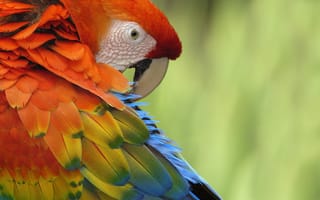 Обои попугай, разноцветные, parrot, птица, bird, перья