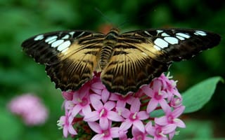 Обои бабочка, насекомое, цветы, butterfly, flowers