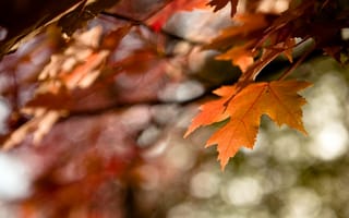 Обои блики, лист, оранжевый, ветви, боке, время, краски, цвета, пора, осень, дерево, прохлада, листва, размытость, клён, листья, природа