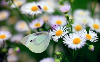 Картинка бабочка, метелик, цветы, макро