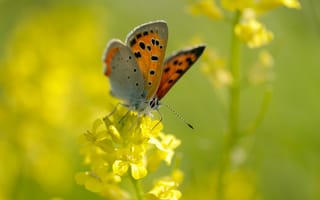Обои бабочка, желтый, лето, макро, цветок, насекомое, природа