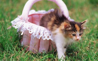 Картинка cat, котенок, корзина, киска, кошка, цветы, трава, кот, котэ