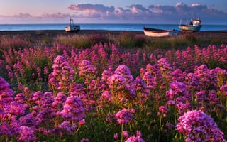 Картинка трава, берег, цветы, тучи, небо, море, лодки, вода