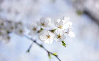 Картинка вишня, белая, цветение, весна, небо, природа, веточка