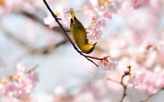 Картинка птичка, сетки, весна, сакура, жёлтая
