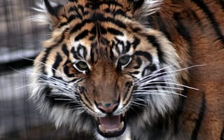 Картинка тигр, морда, злой, зубы, усы, пасть, взгляд, напряженный