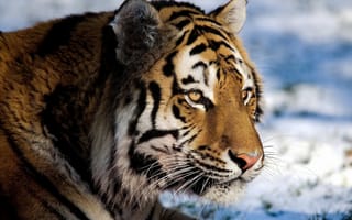 Картинка тигр, panthera tigris, морда, усы, tiger, взгляд