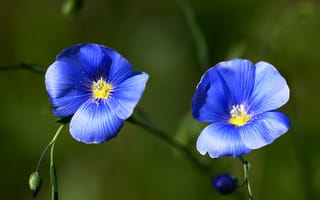 Картинка цветы, лён, пыльца, синий, лепестки