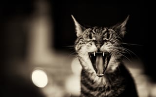 Картинка кот, зубы, котэ зевает, пасть