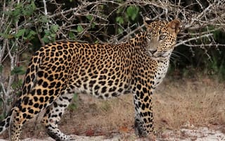 Картинка леопард, профиль, кусты, leopard, колючки, хищник, морда, пятна, трава, взгляд