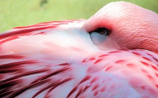 Обои фламинго, птица, розовый