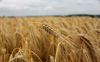 Картинка Пшеница, пасмурно, поле