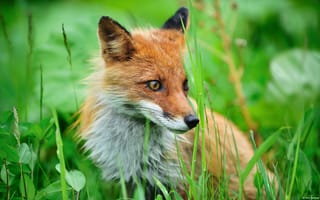 Картинка Fox, трава, лис