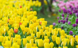 Картинка tulips, весна, цветы, бутоны, тюльпаны
