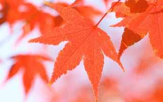 Картинка природа, осенние, макро, осень, листья
